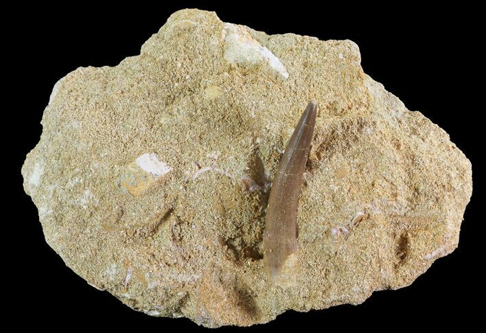 Fossil Plesiosaur (Zarafasaura) Tooth In Rock - Morocco #73609